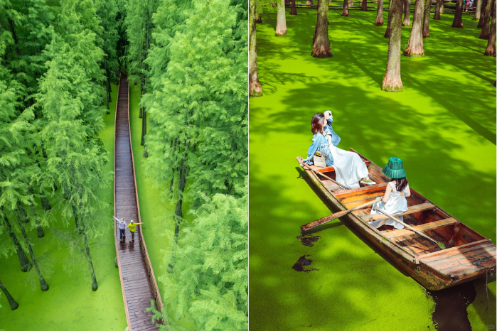 臨安水杉秘境 【青山湖水上森林公園 (含遊船)】 (4A 景區)