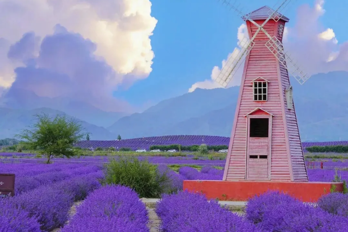 2.伊犁河谷--薰衣草花海) (2)