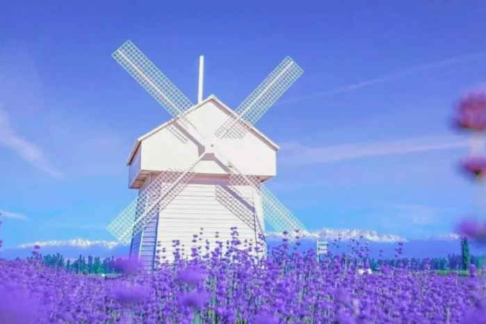 2.伊犁河谷--薰衣草花海) (3)