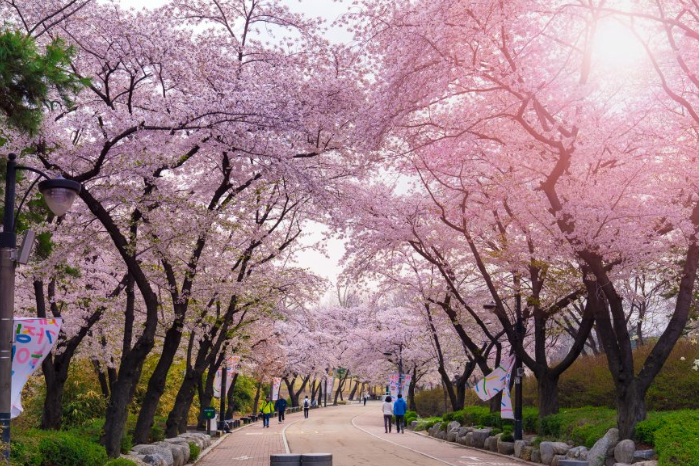 2.櫻花名所~鞍山公園 韓劇熱門取景地