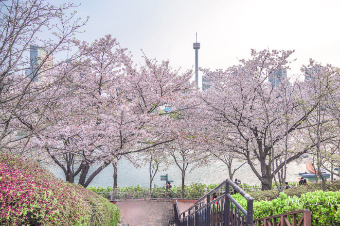 3.櫻花名所~石村湖環湖櫻花散步道
