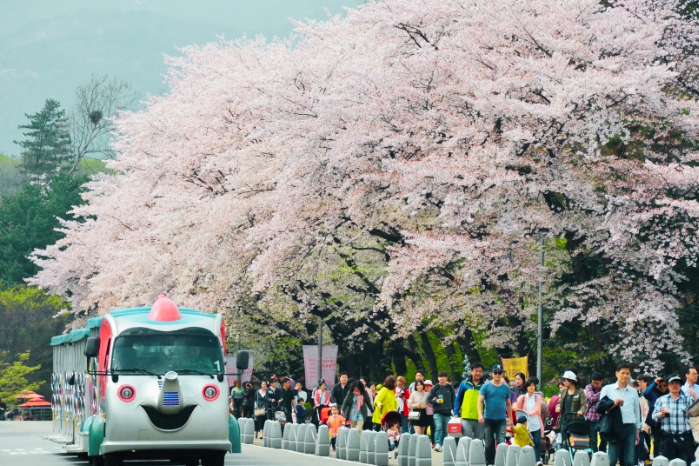 5.首爾大公園 (含玫瑰公園+動物園+大象遊園車+空中纜車) (2)