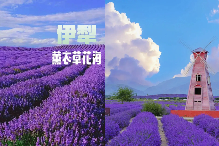 伊犁薰衣草花海