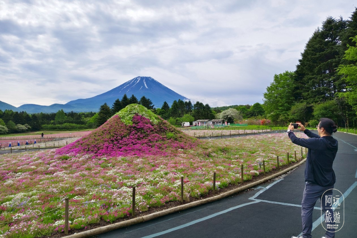 7.富士芝櫻 (6)