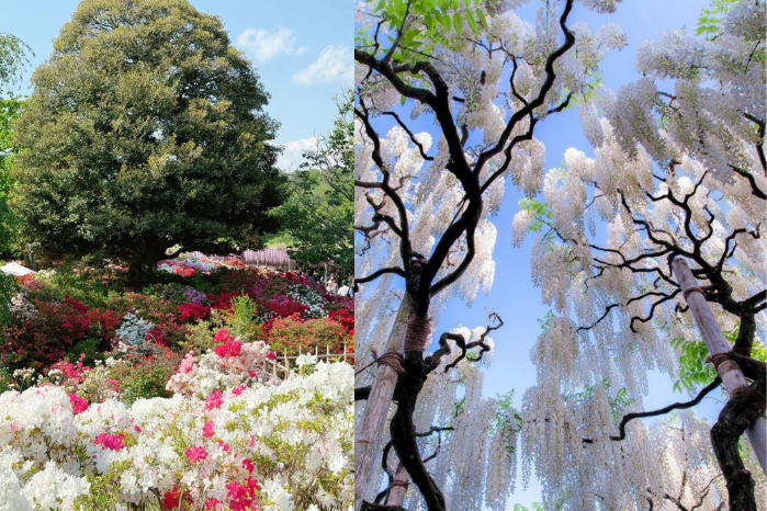 足利紫藤花卉公園