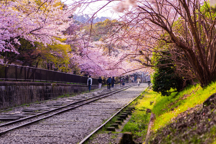 京都 蹴上傾斜鐵路．櫻花隧道