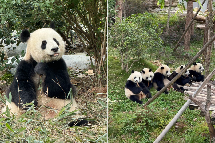 熊貓基地